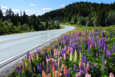 路,挪威,风景,自然,水平画幅,地形,无人,夏天,户外,羽扇豆
