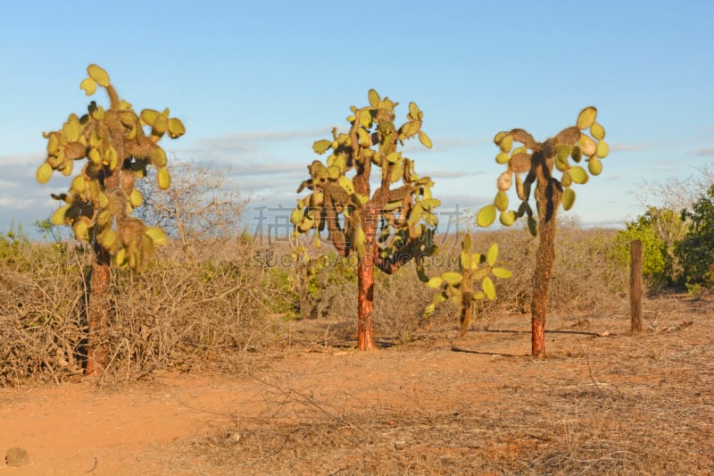 仙人掌,荒岛,森林,南美,水平画幅,无人,giant prickly pear cactus,加拉帕戈斯群岛,偏远的,户外