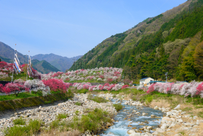 长野县,日本,桃花,泉,美,里山,旅游目的地,水平画幅,地形,无人