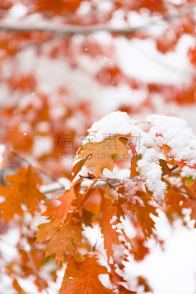 叶子,秋天,日本,北海道,带广,垂直画幅,公园,里山,雪,无人