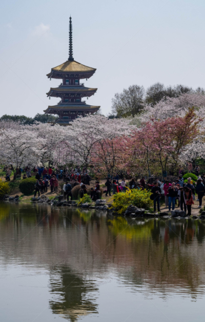 园林,樱之花,热,池塘,中国,植物,户外,晴朗,充满的,东