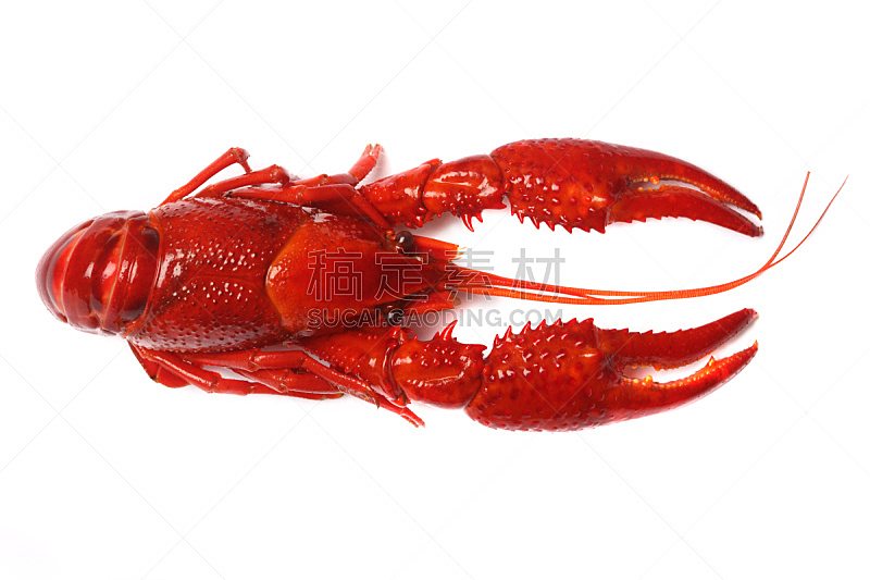 螯虾,红色,白色背景,尖利,天线,晚餐,生食,海产,背景分离,螃蟹