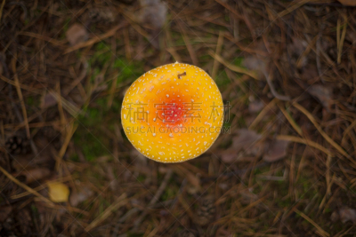 秋天,森林,蘑菇,鹅膏菌,自然,水平画幅,无人,散焦,苔藓,木质假面状口蘑