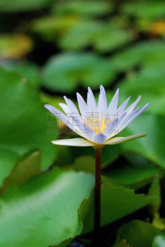 睡莲,平安神宮,自然,垂直画幅,无人,蓝色,夏天,户外,湖,特写