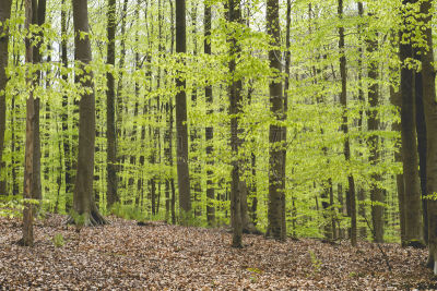 山毛榉树,春天,树林,美,水平画幅,枝繁叶茂,无人,weeping beech,环境,清新