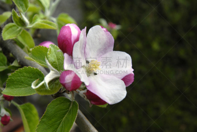 花朵,美,水平画幅,无人,桑德林汉姆,户外,仅一朵花,甜点心,植物,果园