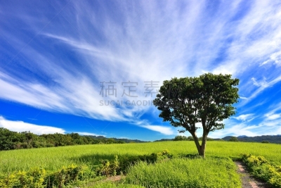 天空,田地,绿色,蓝色,草地围场,槲树,拼块地形,科茨沃尔德 ,格洛斯特郡,毛莨科