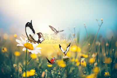 蝴蝶,草地,留白,水平画幅,无人,动物身体部位,夏天,毛莨科,户外,光