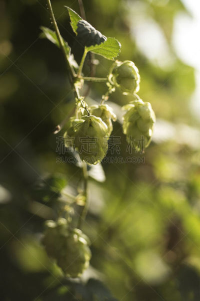 松果,鹭管鱼,比尔,失眠症,农业,健康保健,清新,药,食品,刀刃