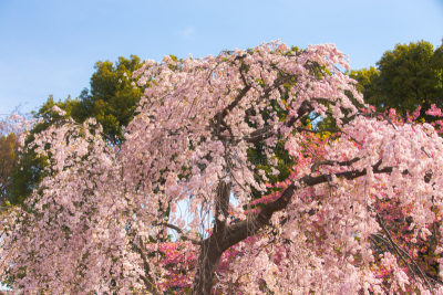 东京,日本,花朵,樱之花,上野公园,上野区,江户时代,水平画幅,樱花,无人