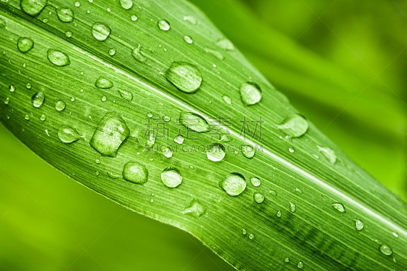 叶子,绿色,雨滴,露水,水滴,玉米,水,湿,水平画幅,枝繁叶茂