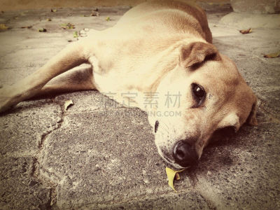 吧台,多明尼加的订单,圣多明各 ,棕褐色调,图像,狗,无人,人行道,水平画幅,特写