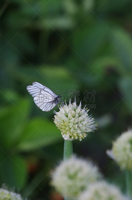 黑脉纹白蝴蝶,葱属植物花,蝴蝶,白色,黑色,垂直画幅,美,绿色,雄蕊,洋葱