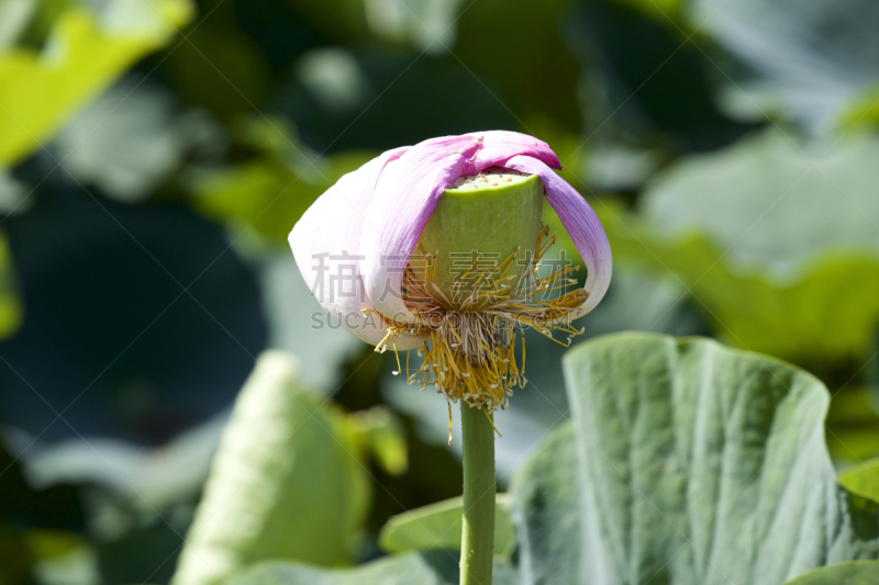 荷花,脐钉,州,问题,水,美,公园,水平画幅,水下,湿