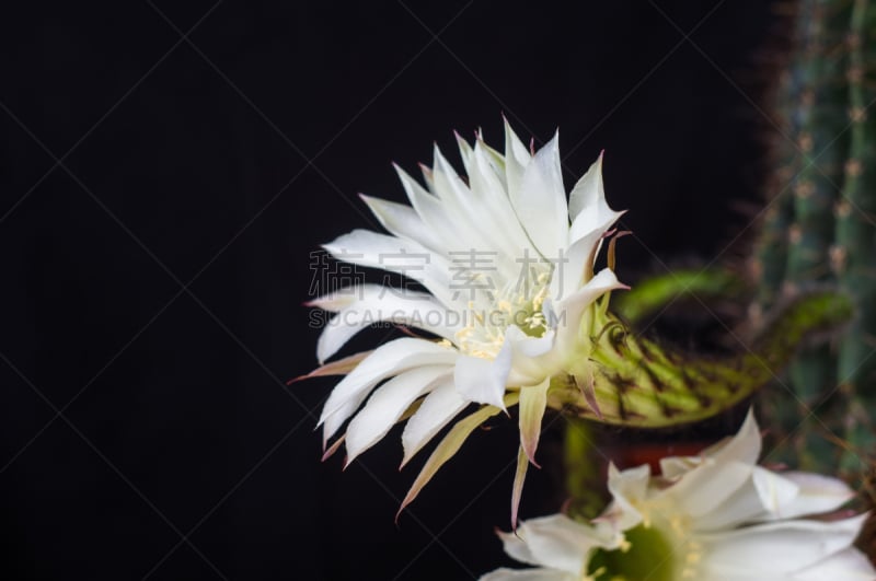 仙人掌,特写,桶仙人掌,选择对焦,阿根廷,沙漠,植物,雌蕊,装管,耙