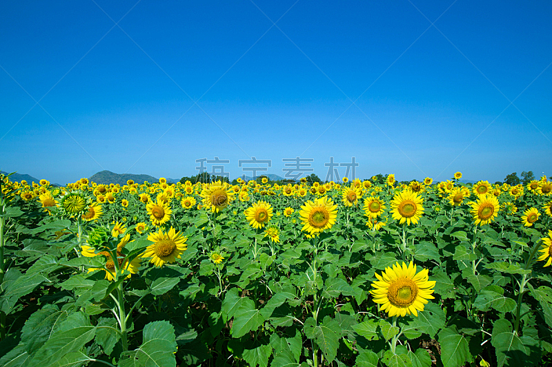 黄色,向日葵,色彩鲜艳,蓝色,天空,田地,罗布里省,自然,草地,水平画幅