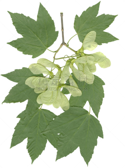 小无花果树,绿色,种子,叶子,翅膀,枫树的翅果,自然,垂直画幅,无人,夏天