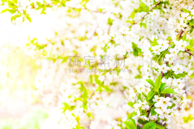 留白,白色,春天,花朵,背景,国境线,饰品花,弹出式商店,粉色背景,水仙花