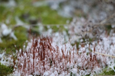 苔藓,混凝土,白色,动物毛,绿色,深情的,块状,雪花,沙子,雪
