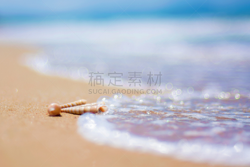 贝壳,海滩,海洋,波浪,撒谎者,自然美,华丽的,水边,青绿色,水