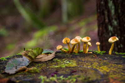 森林,蘑菇,加拿大,鹅膏菌,伞形毒菌,毒蘑菇,自然,褐色,水平画幅,素食