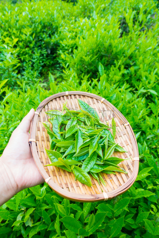 茶树,篮子,清新,手牵手,茶叶,红茶,智利,垂直画幅,枝繁叶茂,山