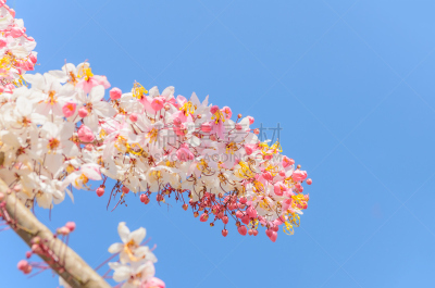 肉桂,天空,蓝色,束状带,自然,水平画幅,夏天,窦,特写