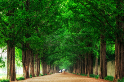 Lovers walking down metasequoia road