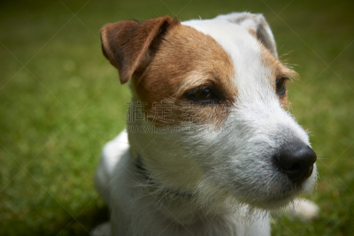 教区牧师,狗,梗犬,宠物,杰克拉瑟短腿犬,注视镜头,russell,敏捷,动物身体部位,夏天