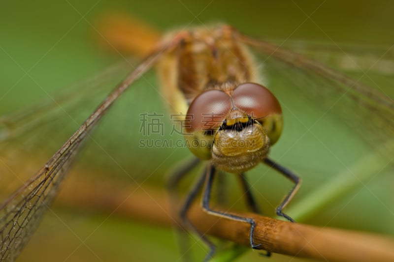 blue darter dragonfly,鹭管鱼,自然,条斑赤蜻,蜻蜓,水平画幅,无人,大特写,特写,昆虫