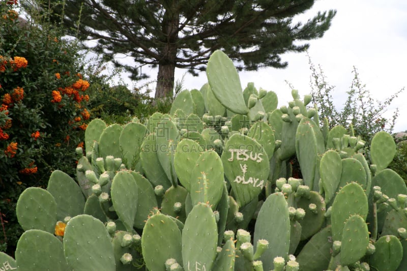 仙人掌,giant prickly pear cactus,beavertail cactus,仙人球,自然,水平画幅,尖的,无人,荆棘