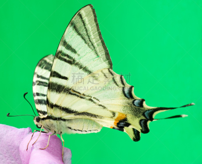 蝴蝶,水平画幅,绿色,腹腔,小胡子,翅膀,仅一朵花,自然美,跗骨,动物腹部