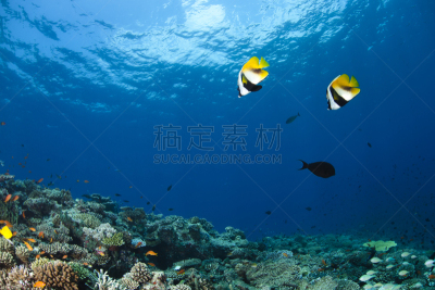 红海旗鱼,阿里环礁,旗鱼,珊瑚岛,水,水平画幅,无人,水下,野外动物,夏天