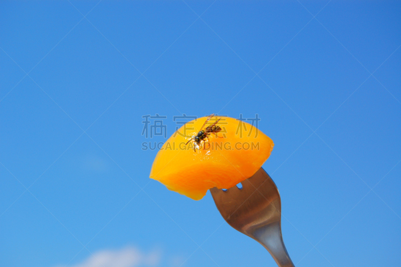 桃,蜜蜂,天空,风,水平画幅,无人,夏天,特写,大黄蜂,两翼昆虫