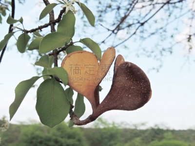 卡丁加群落,家畜,自然,留白,坚果,巴西的东北部,水平画幅,无人,沙旋,自然美
