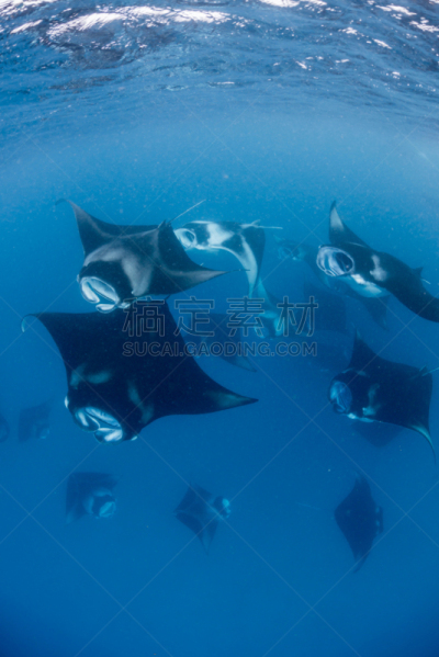 大鹞鱼,海湾,群,垂直画幅,水,美,水肺潜水,巨大的,水下,魟
