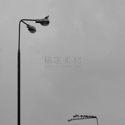 一只动物,27号,华沙,鸽子,重的,鸟类,路灯,方形画幅,波兰,弯腰