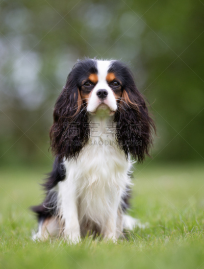 自然,户外,查理王小猎犬,狗,垂直画幅,纯种犬,小的,夏天,草,哈巴狗