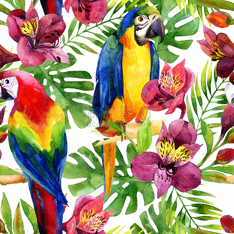 六出花,四方连续纹样,水彩画,鹦鹉,热带气候,水彩画颜料,鸟类,春天,植物,背景