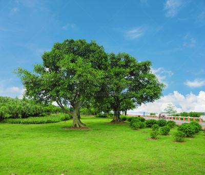 Natural background. Green field and big trees in the park.