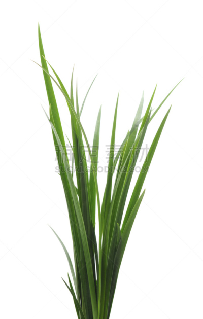 草,绿色,垂直画幅,美,枝繁叶茂,无人,草坪,夏天,户外,活力