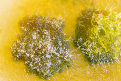 真菌,藻类,大群动物,背景,个性,皮氏培养皿,显微镜,水,生物科技,水平画幅