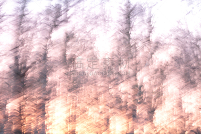 运动模糊,抽象,森林,摇晃镜头,混沌,天空,纹理效果,枝繁叶茂,白色,黎明