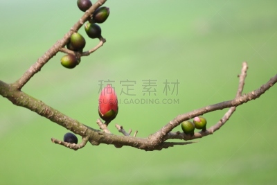 丝绸,红色,孟加拉,达卡,天空,美,水平画幅,无人,鸟类,床垫
