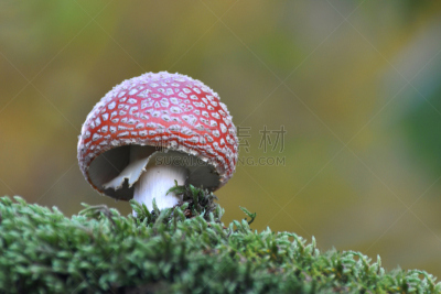毒蝇菇,蘑菇,鹅膏菌,褐色,水平画幅,无人,生物学,特写,超自然,毒蘑菇