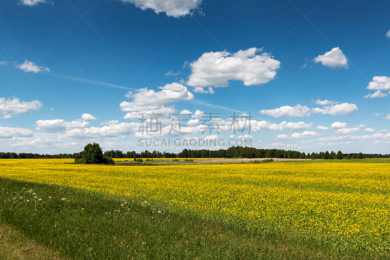 天空,田地,蓝色,黄色,云,美,水平画幅,无人,草坪,夏天