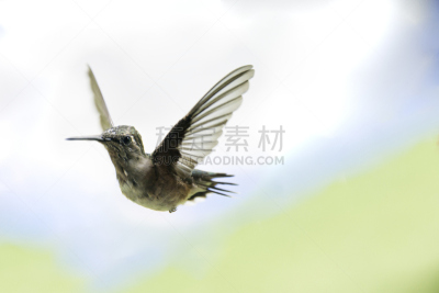蜂鸟,自然,迅速,野生动物,水平画幅,小的,无人,鸟类,绿冠宝石蜂鸟,动物