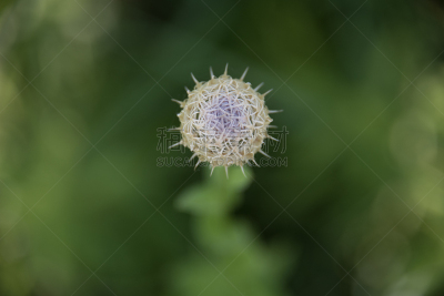蓟,视角,背景虚化,舞台,早晨,花头,德克萨斯蓟,自然,植物,水平画幅