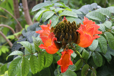花蕾,紫薇科树,气候,水平画幅,枝繁叶茂,郁金香,无人,特写,植物,热带气候