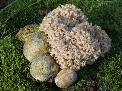 蘑菇,花椰菜,水平画幅,秋天,无人,星裂硬皮马勃,有毒生物体,真菌学,户外,毒蘑菇